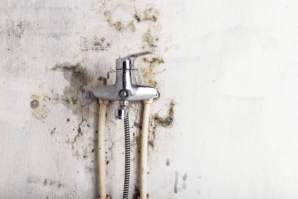 Professional Mold Remediation in Shinnston, WV