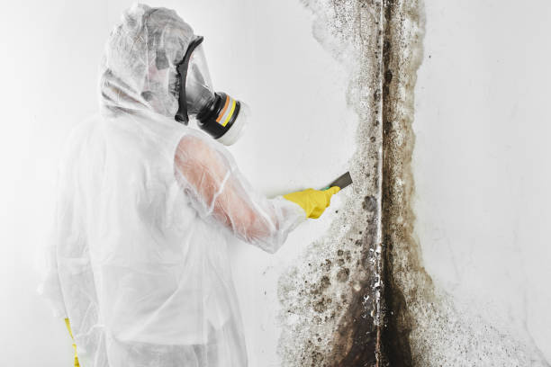 Best Basement Mold Remediation in Shinnston, WV