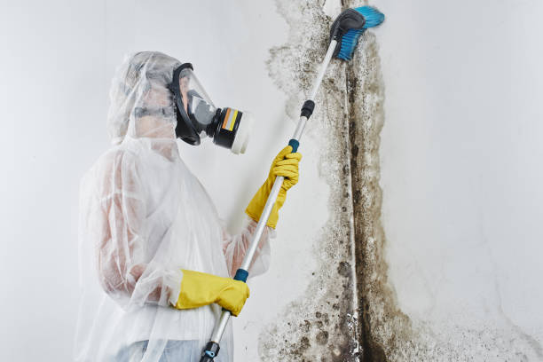 Best Localized Mold Remediation (e.g., coastal areas, humid climates) in Shinnston, WV