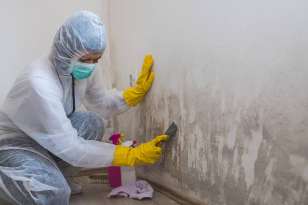Best Kitchen Mold Remediation in Shinnston, WV