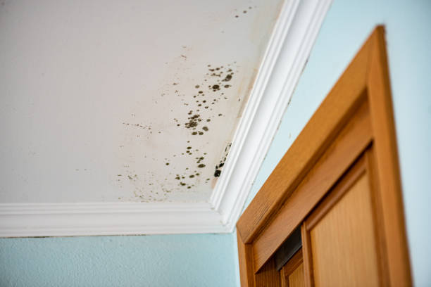 Best Commercial Mold Remediation in Shinnston, WV