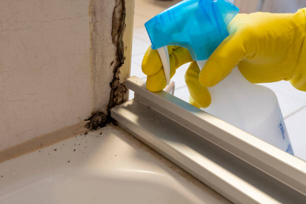Best Mold Remediation for Schools in Shinnston, WV
