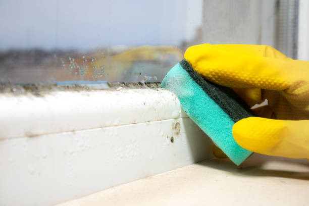 Best Black Mold Remediation in Shinnston, WV
