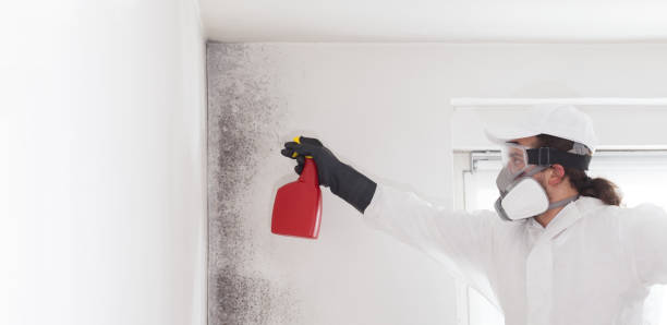 Best Mold Testing and Inspection Services in Shinnston, WV