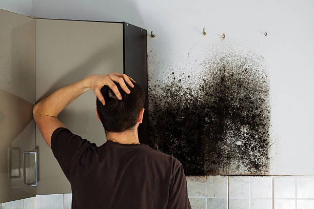Best Basement Mold Remediation in Shinnston, WV
