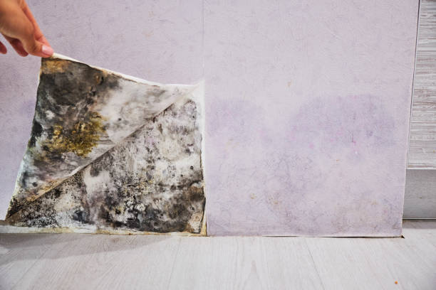 Best Emergency Mold Remediation in Shinnston, WV